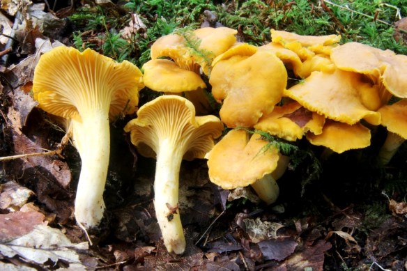 Hanenkam of Cantharel (Cantharellus cibarius) (foto Eef Arnolds)