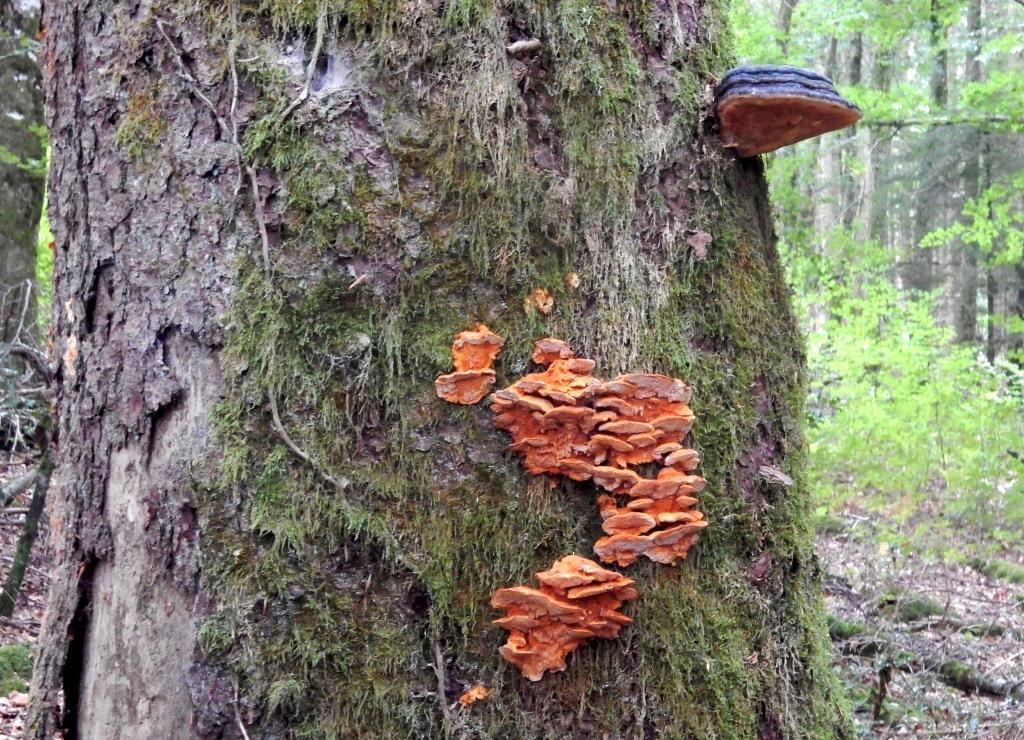 PAD, Pycnoporellus fulgens, 2018-10-01, France, Morvan, Arleuf, dode Picea met Fomitopsis-1
