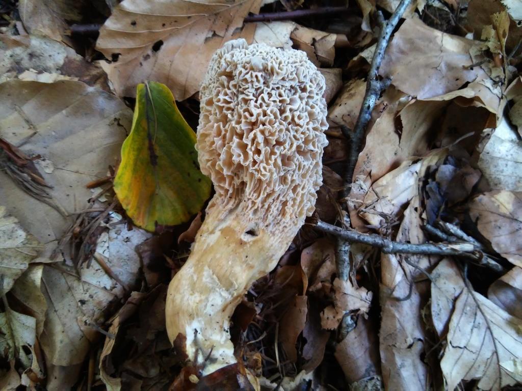 PAD, Clitocybe odora, morchelloid,13-9-2019, Kamp Westerbork-1 - kopie