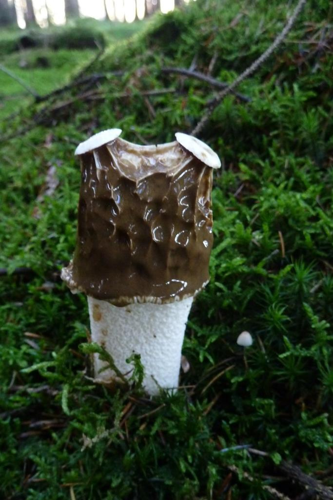 2019-11-12, van Lefeber, Phallus impudicus, eeneiige tweeling - kopie