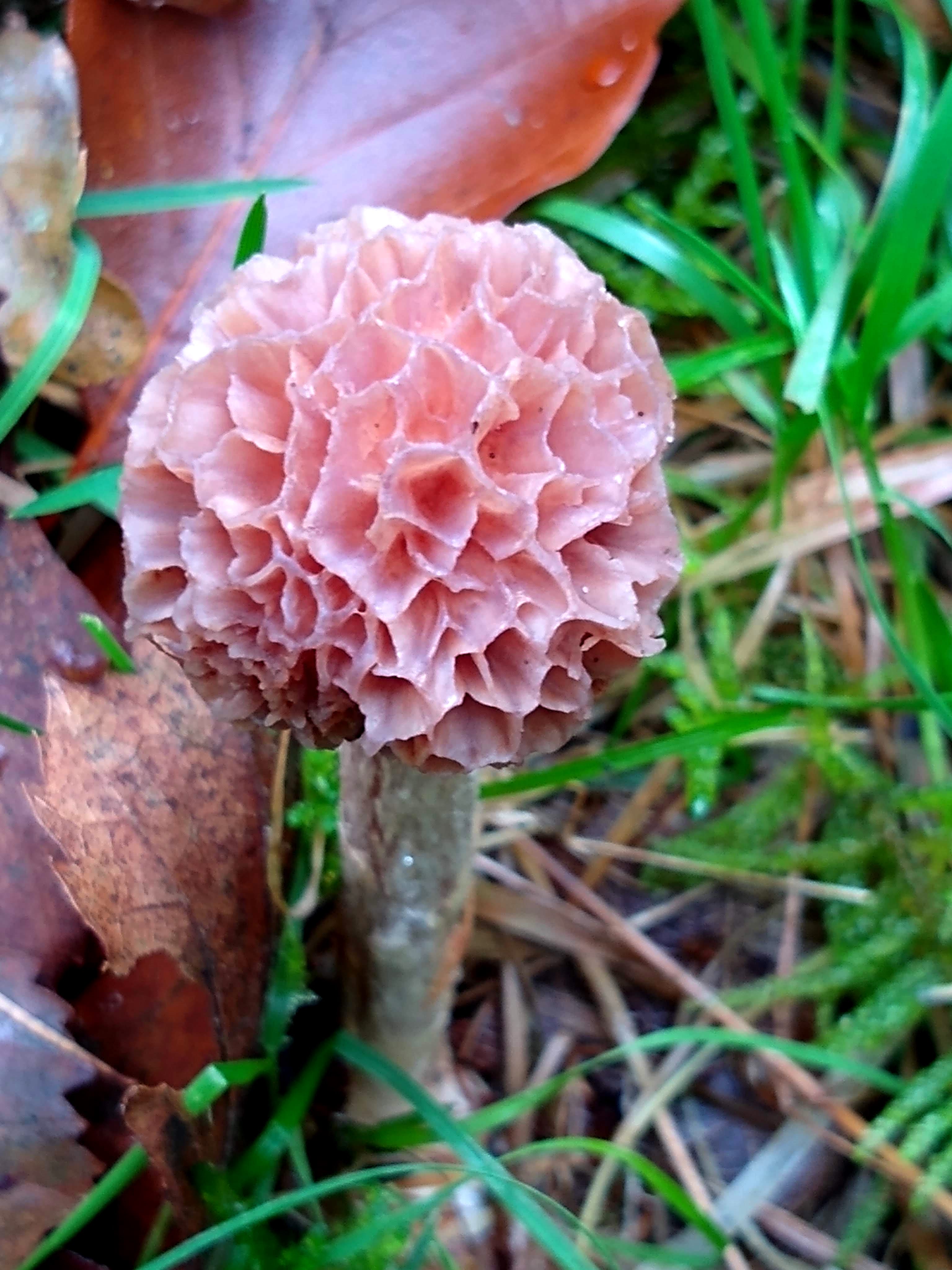 PAD, Cortinarius anomalus, morchelloid, 2019-10, Roden, foto B. Hendriks-2