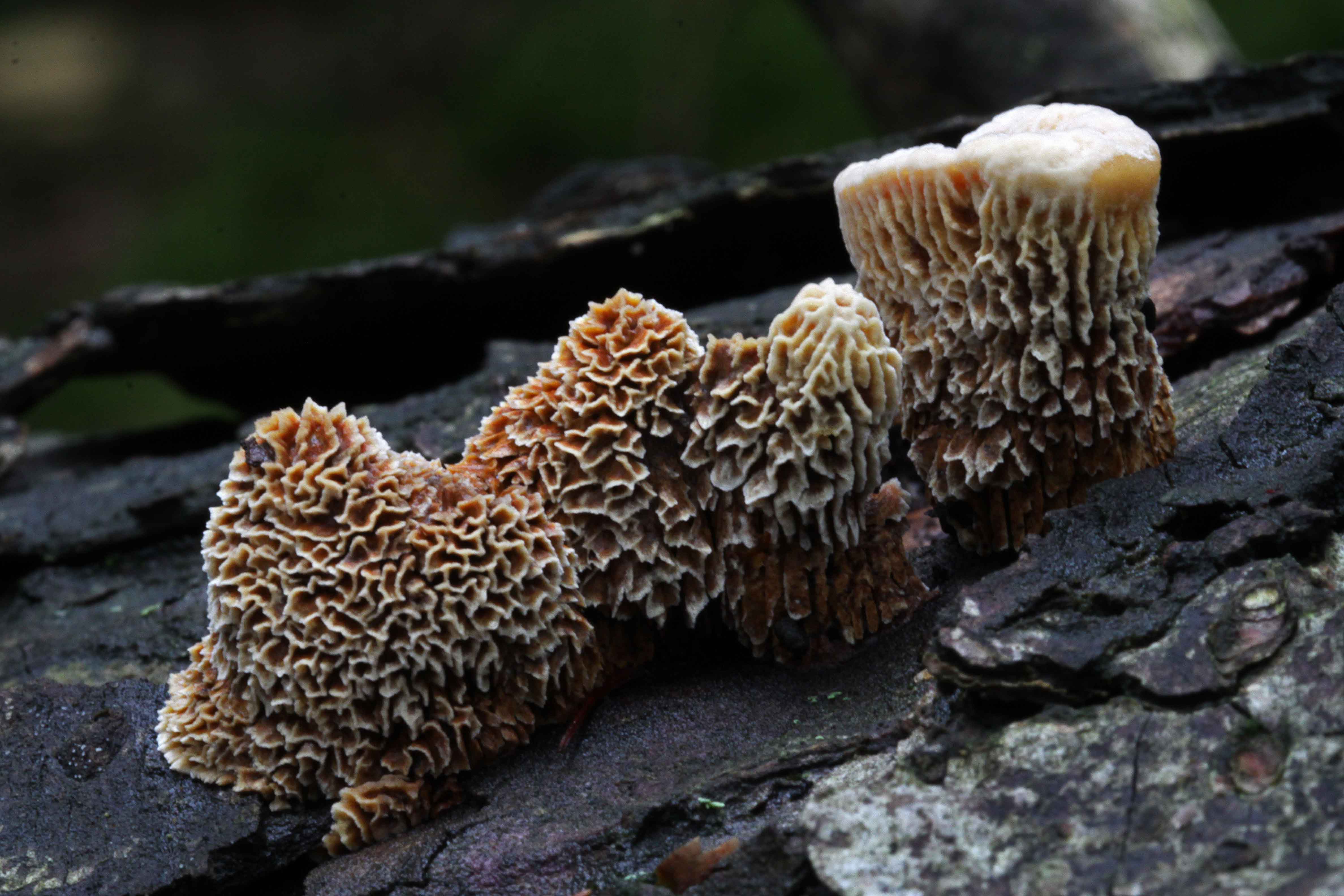PAD, Gloeophyllum monstruositeit, 2019-10-07, op stam spar, Vijlenerbos, foto A. Weeber