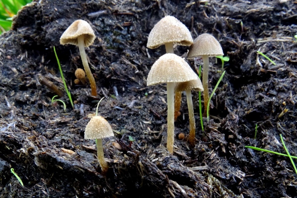 PAD, Psathyrella sphaerocystis, 2019-10-22, Steenbergeroosterveld, mest, foto J. Verburg