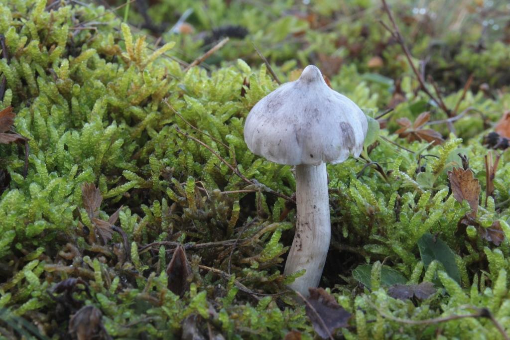 PAD, Tricholoma virgatum, 2019-11-08, Witterveld, berm steenslagweg onder berk-1 - kopie