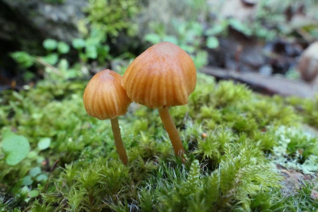 PAD, Galerina discreta, 2019-12-10, Holthe, mos op zwerfkei-1 - kopie