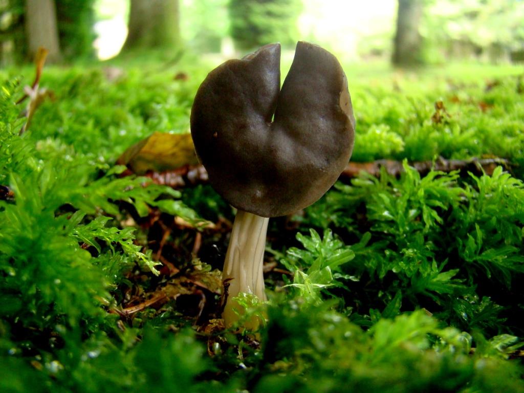 2 zwarte kluifzwam - kopie