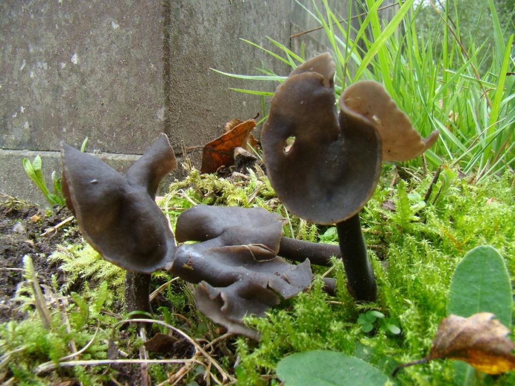 3- Roetkluifzwam (1) - kopie