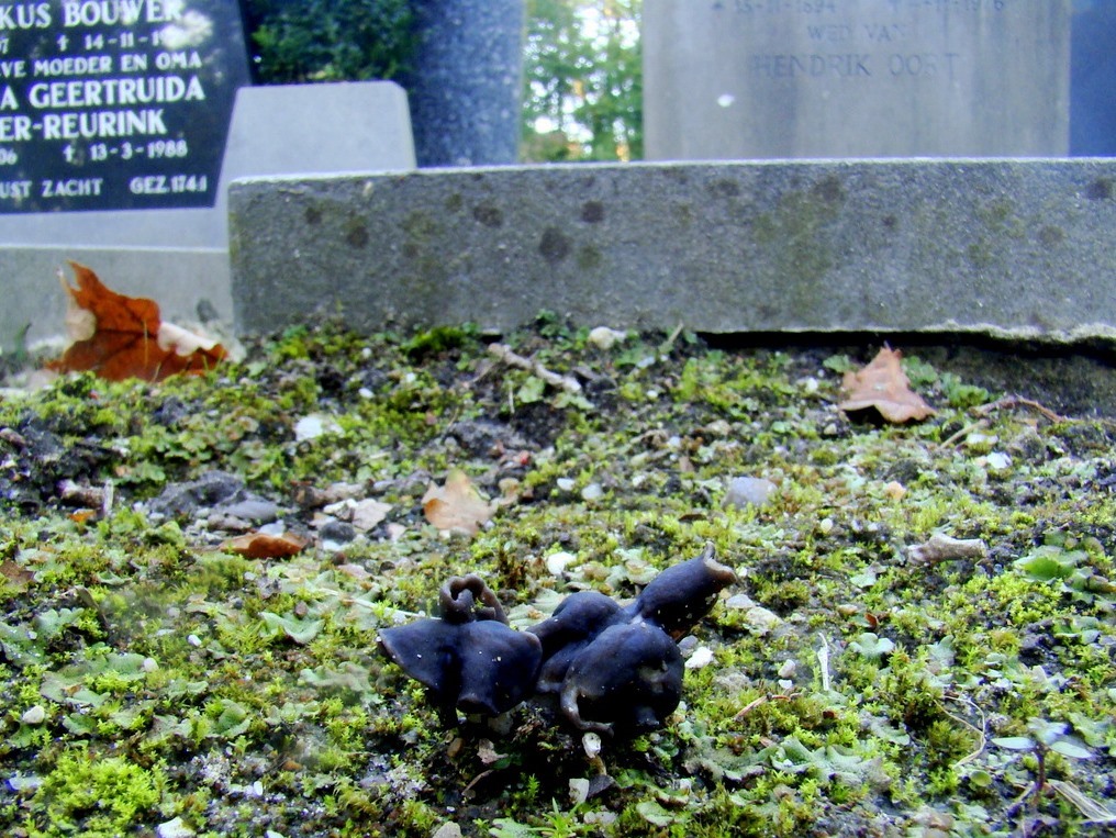 4 nonnenkapkluifzwam