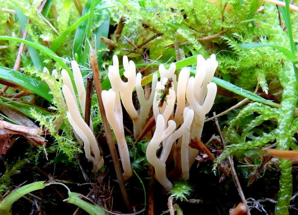 bezemkoraaltje - kopie