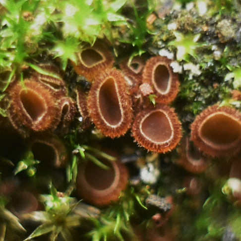 Bruin ballonbekertje-2