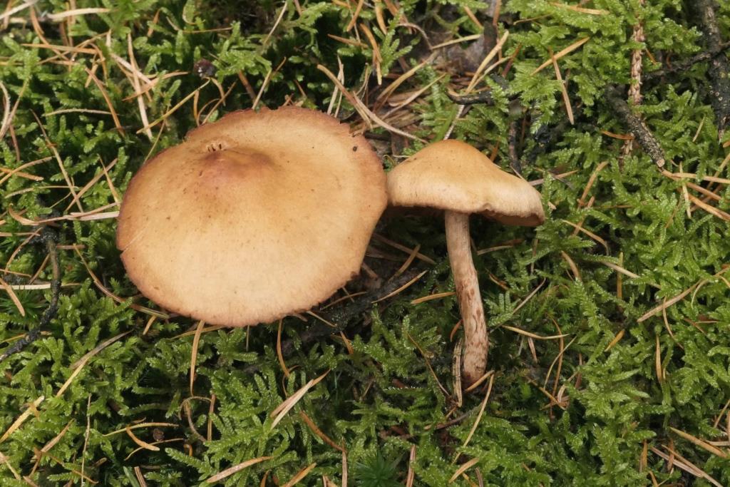 Cortinarius spilomeus, 9-11