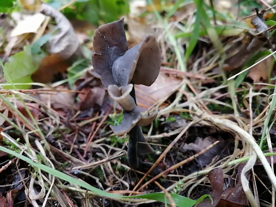 foto 1 Roetkluifzwam Blauwe Meer