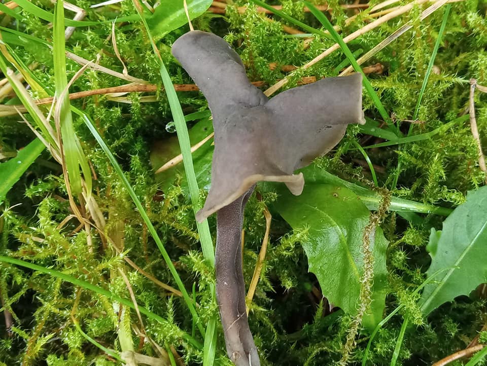 foto 4 Roetkluifzwam vindplaats nabij Diever