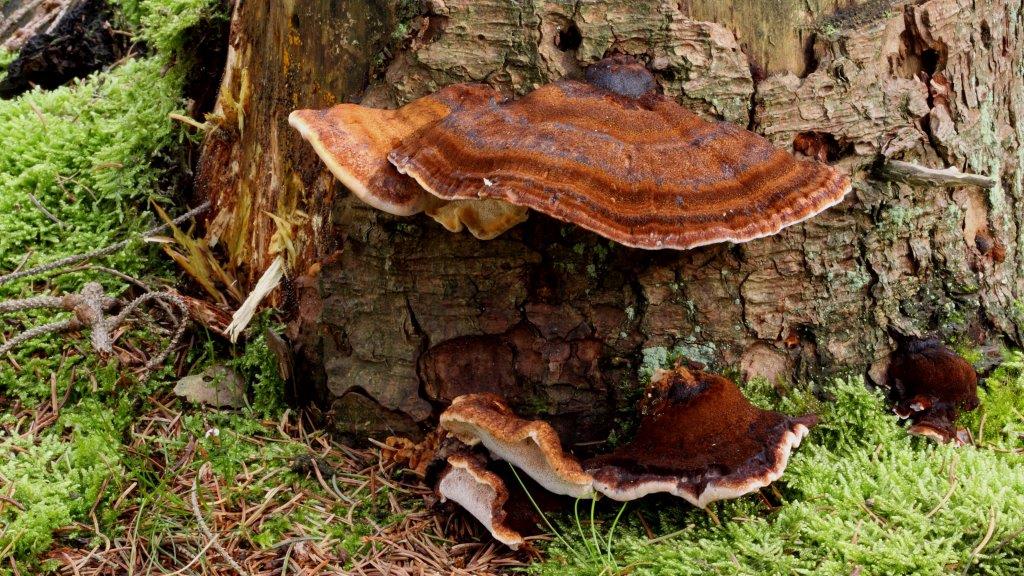 Ischnoderma benzoinum - Teervlekkenzwam 001 - kopie