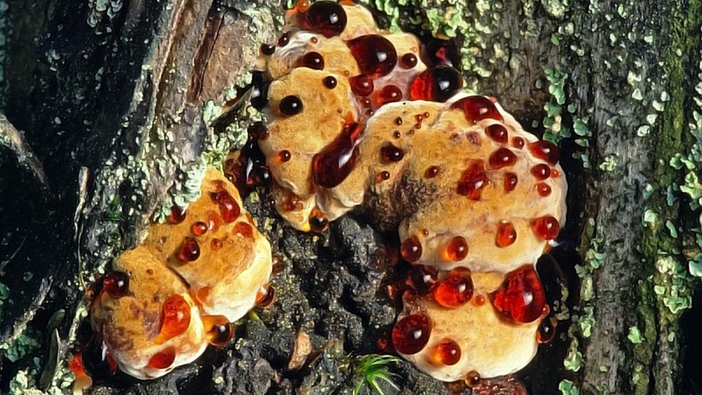 Ischnoderma benzoinum - Teervlekkenzwam 002 - kopie