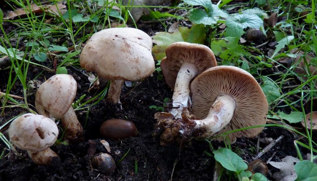 Lepista martiorum Blozende schijnridderzwam. Eexterveld - kopie