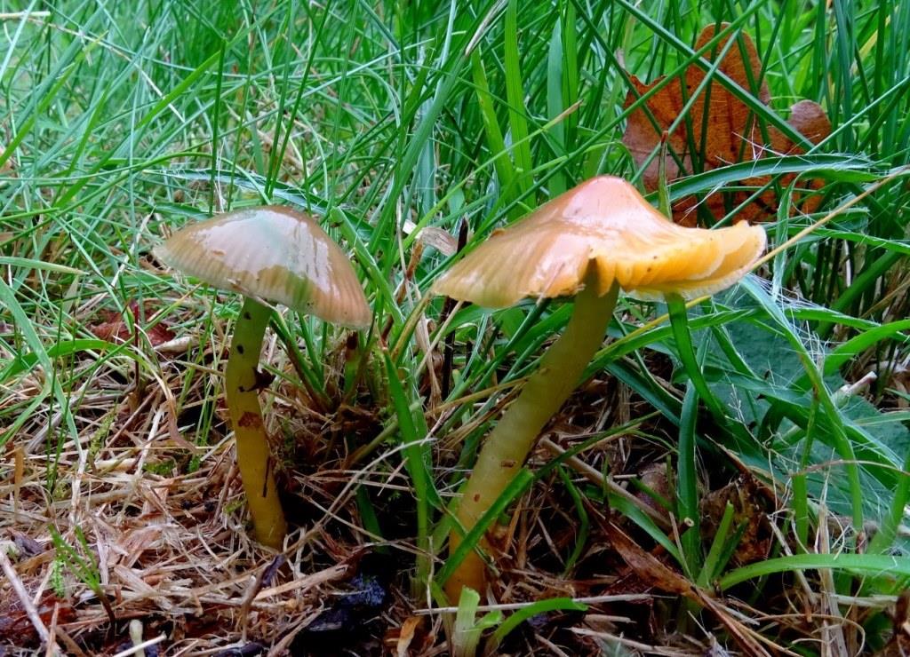 papegaaizwammetje begraafplaats Zuidwolde - kopie