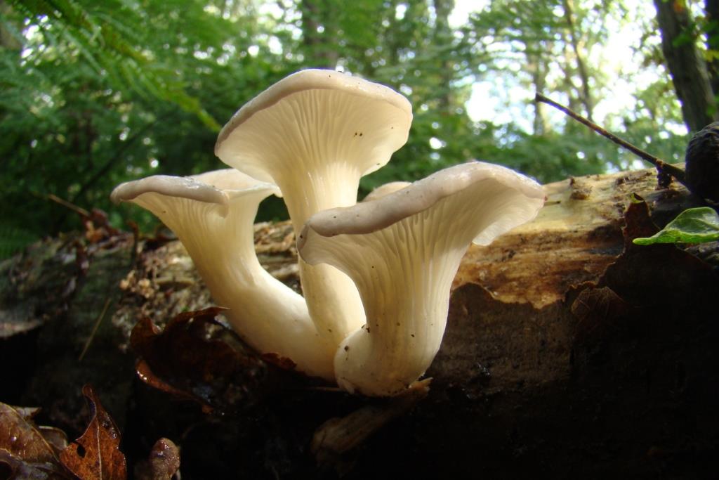 pleurotus cornucopiae trechteroesterzwam-001 - kopie
