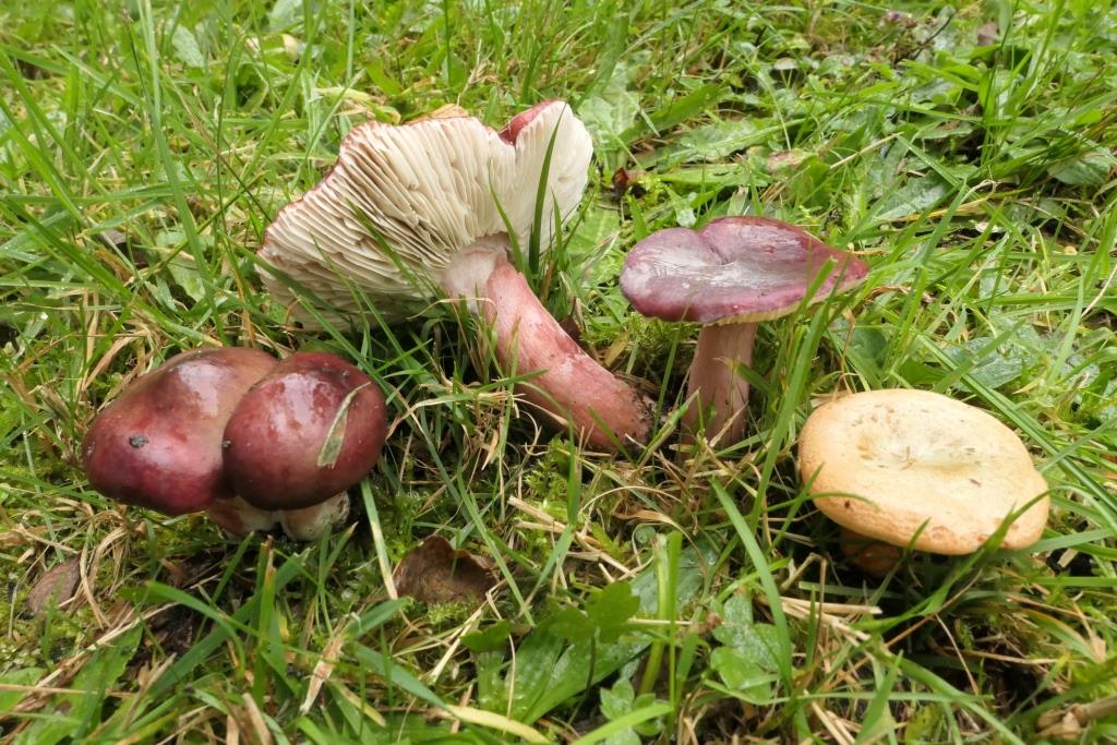Russula queletii