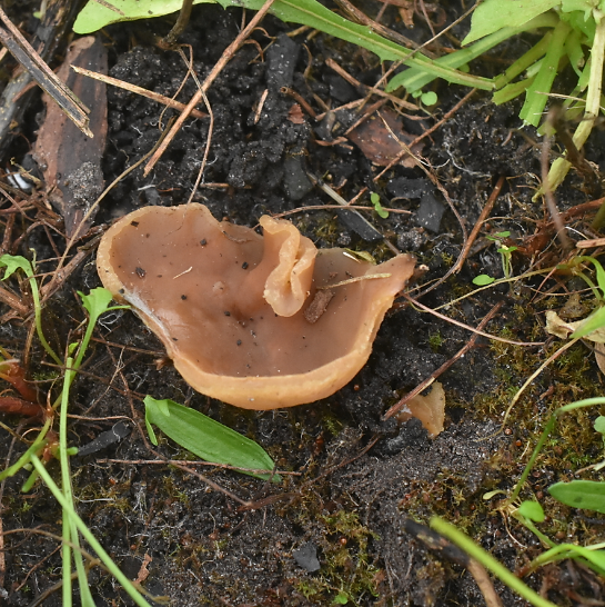 Zemelige brandplekbekerzwammm