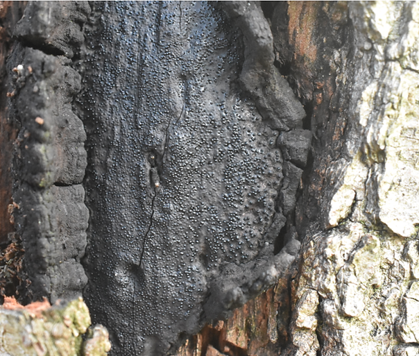 zwarte korstkogelzwam