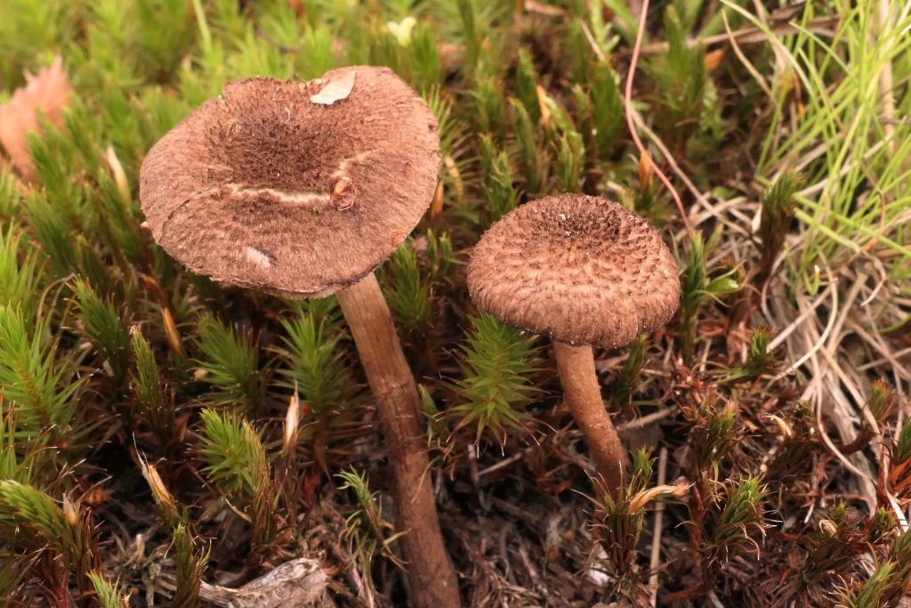 2021-09-16, Inocybe leptophylla,