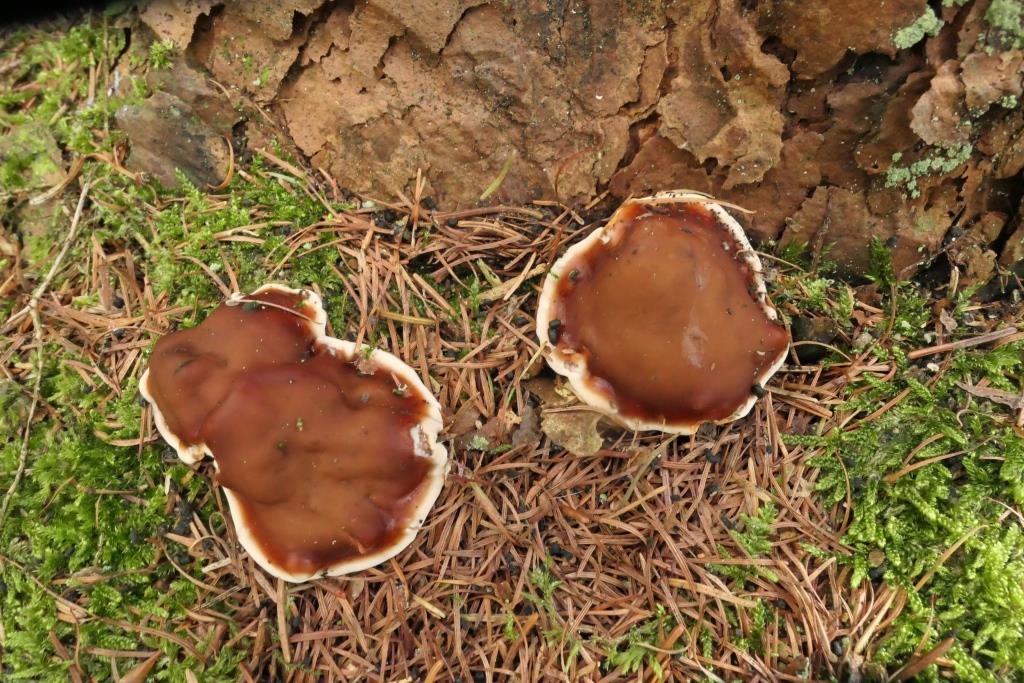 2021-09-16, PAD, Rhizina undulata, 2021-09-16, onder Picea, Boswachterij Gees-1 - kopie