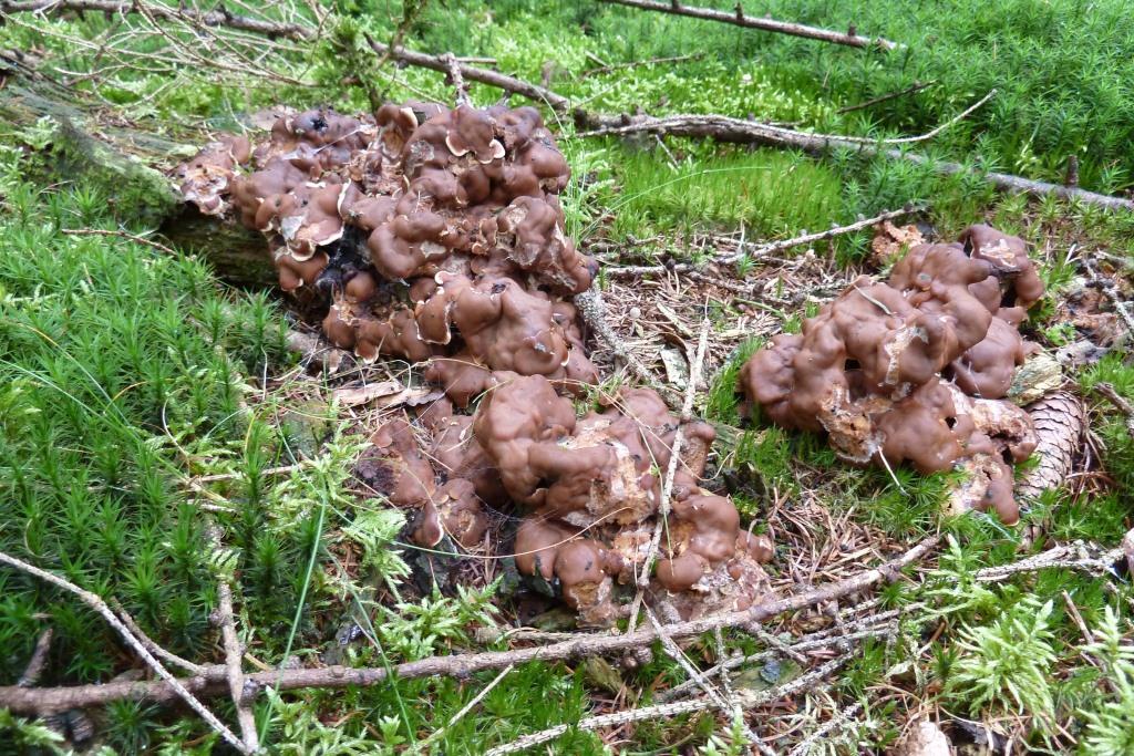 2021-09-16, Rhizina undulata, 2021-09-16, onder Picea, Boswachterij Gees, foto H. Lefeber