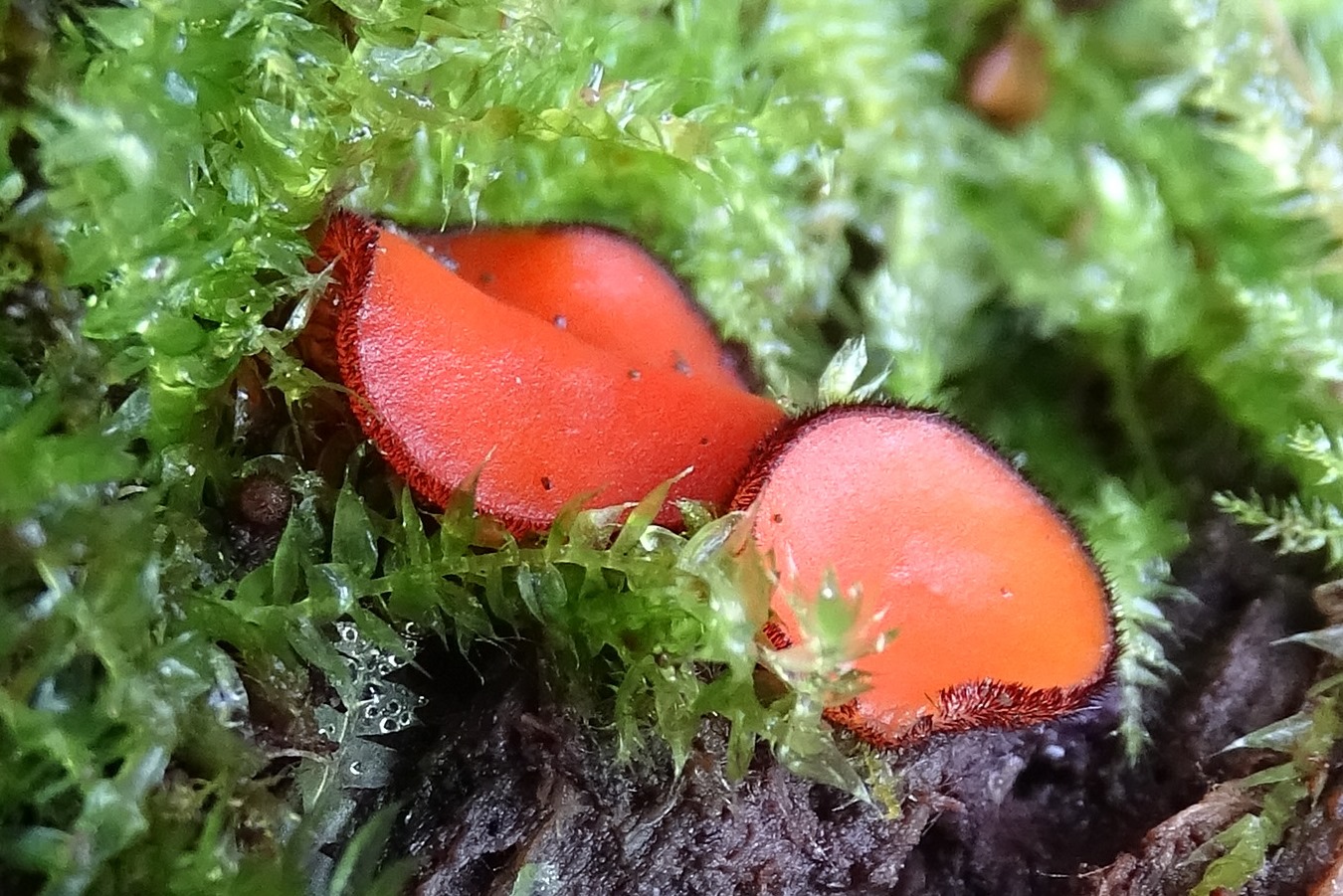 2021-09-20, Scutelllinia sejpii Langsporiige wimperzwam, foto j. Verburg