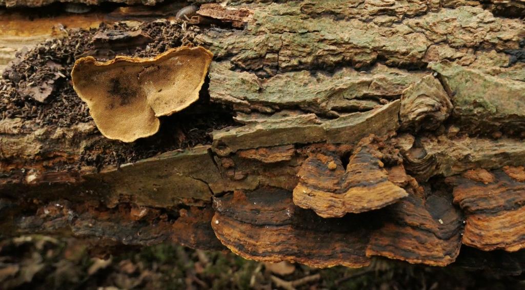 2021-09-20, Zwartbruine vuurzwam