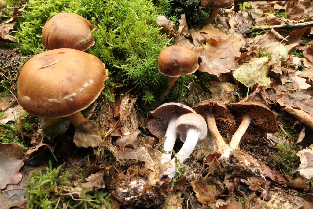 PAD, Cortinarius simulatus, 2021-09-13, Boswachterij Gees, jong gemengd bos-1 - kopie