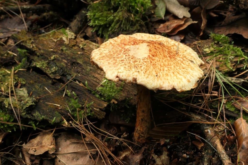 PAD, Suillus pictus, 2021-09-13, Boswachterij Gees, jonge Pinus strobus-1 - kopie