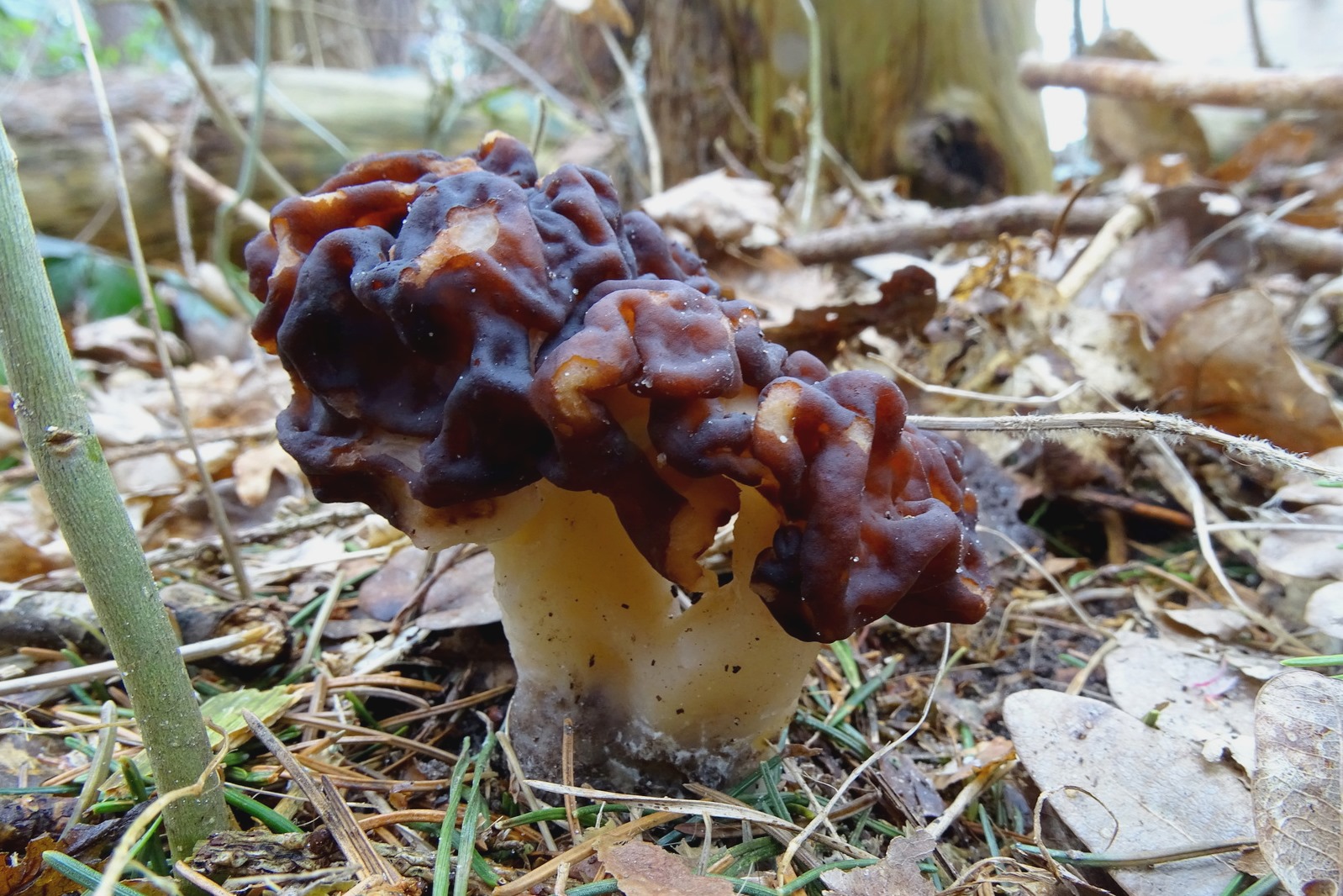 14 Voorjaarskluifzwam