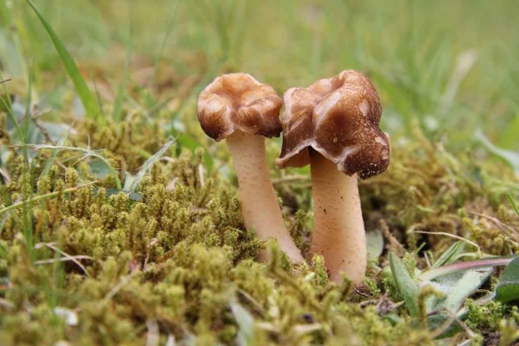 PAD, Verpa conica, 2015-05-08, Holthe, zandig grasland Nieuwe land - kopie