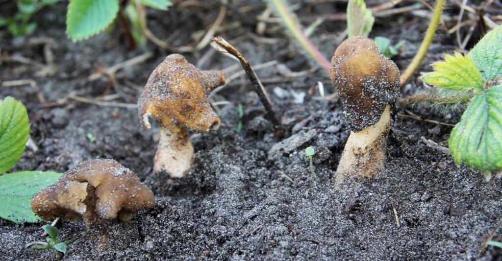 PAD, Verpa conica, 2021-04-20, Holthe 21, moestuin, aardbeienbed