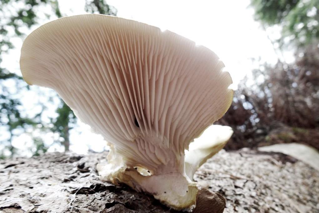 Bleke oesterzwam-3