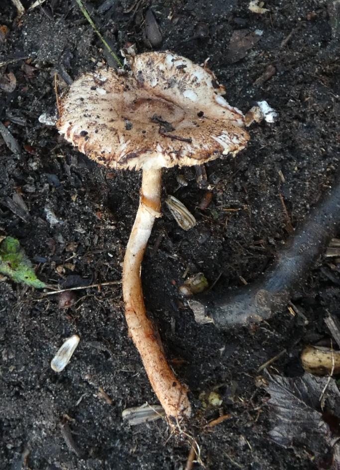 Bloedende champ. parasol-1