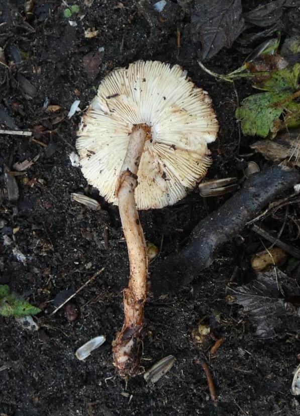 Bloedende champ. parasol-2