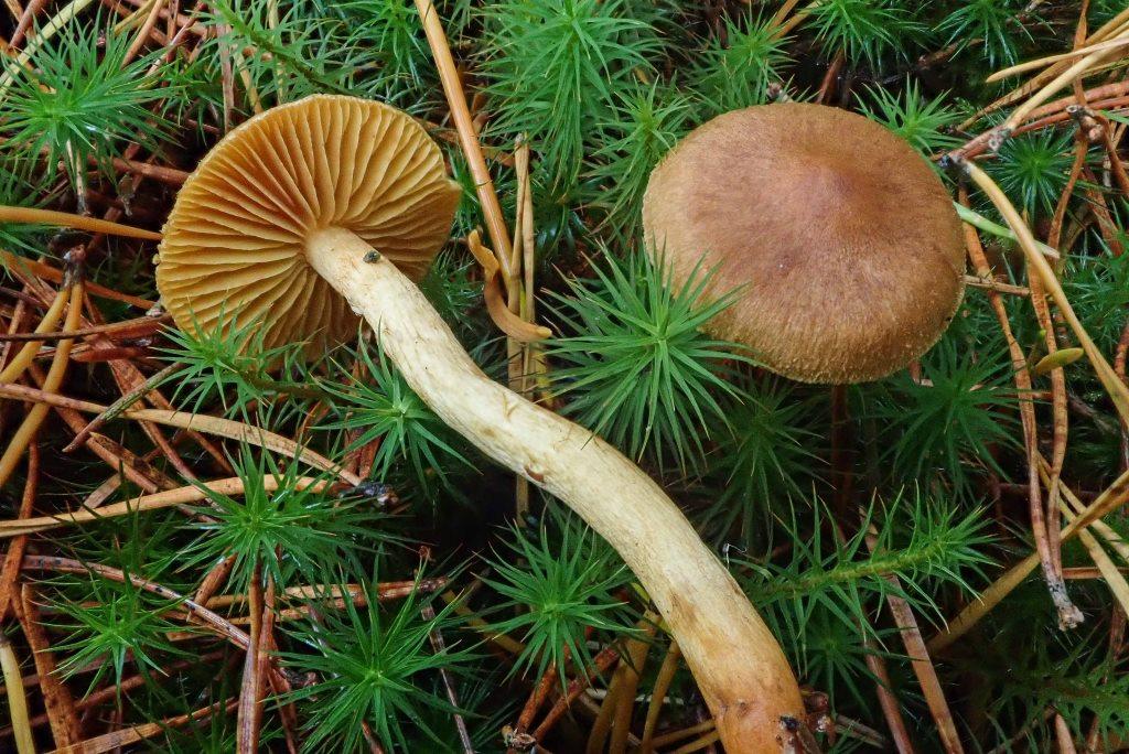 Cortinarius bataillei