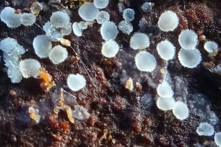 harsig waterkelkje (Hyaloscypha aureliella (bekertjes) en dennenschorsvlekje Ascocortitium anomalum (grijze vlekken) BdV microsc.