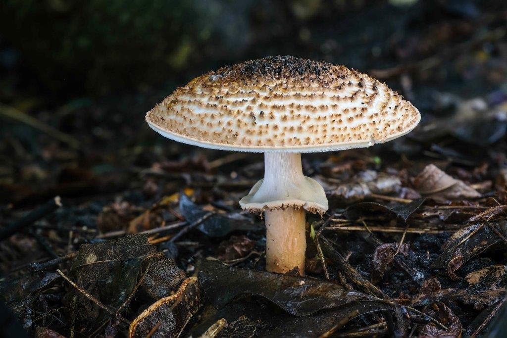 Lepiota_aspera - kopie