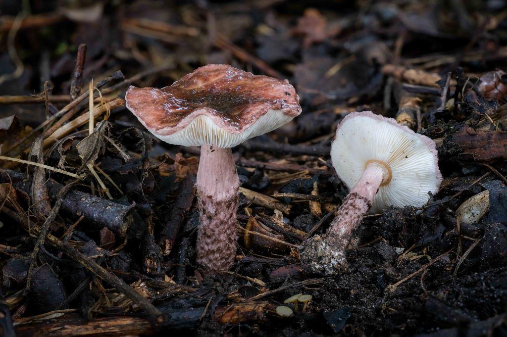 Lepiota_fuscovinacea
