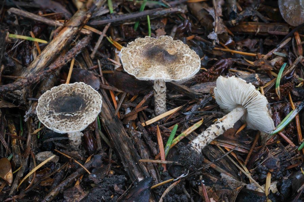 Lepiota_griseovirens - kopie
