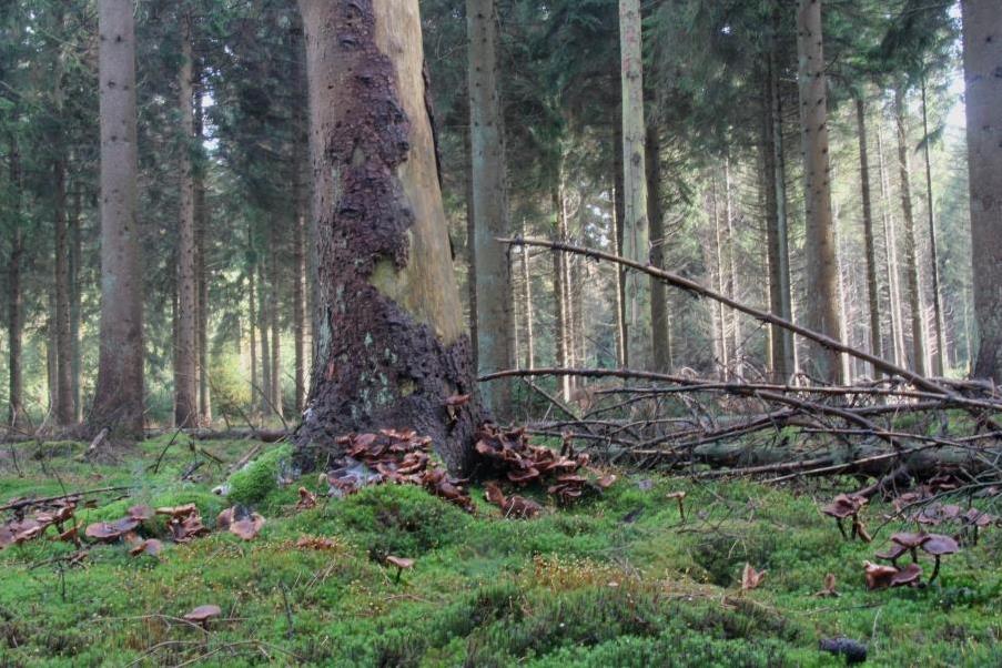 Sombere honingzwam-1