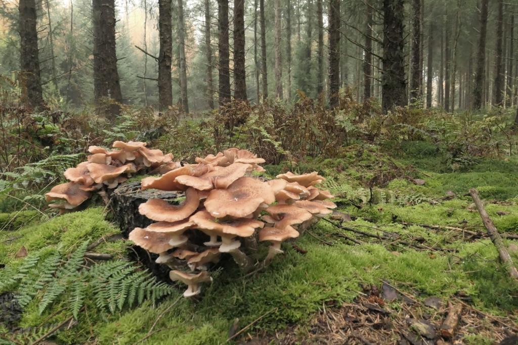 Sombere honingzwam-2