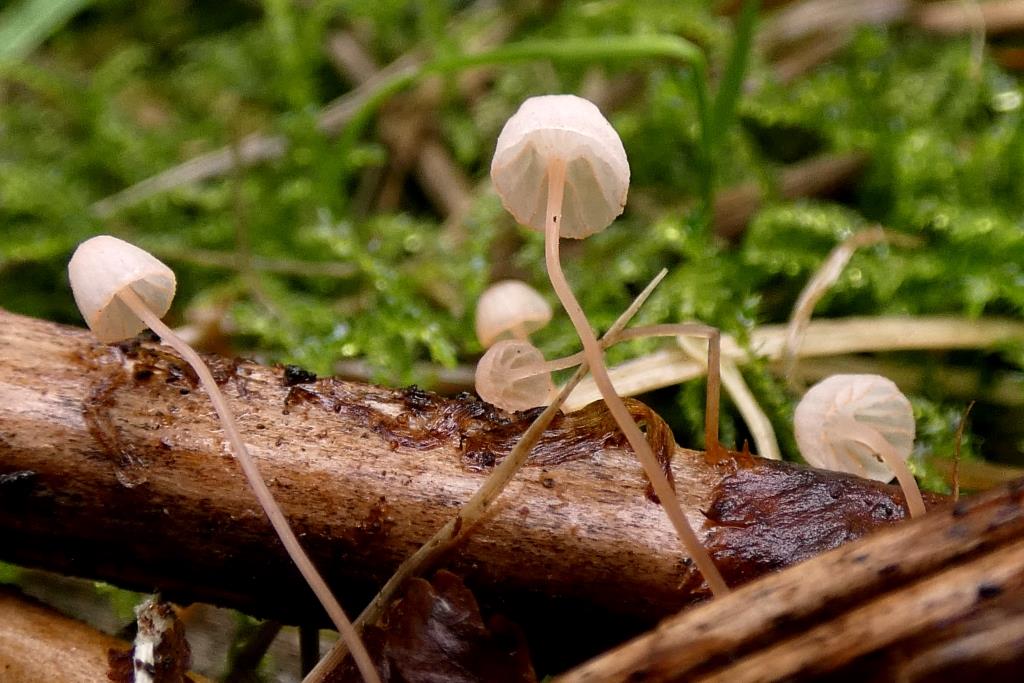 Varenmycena-2