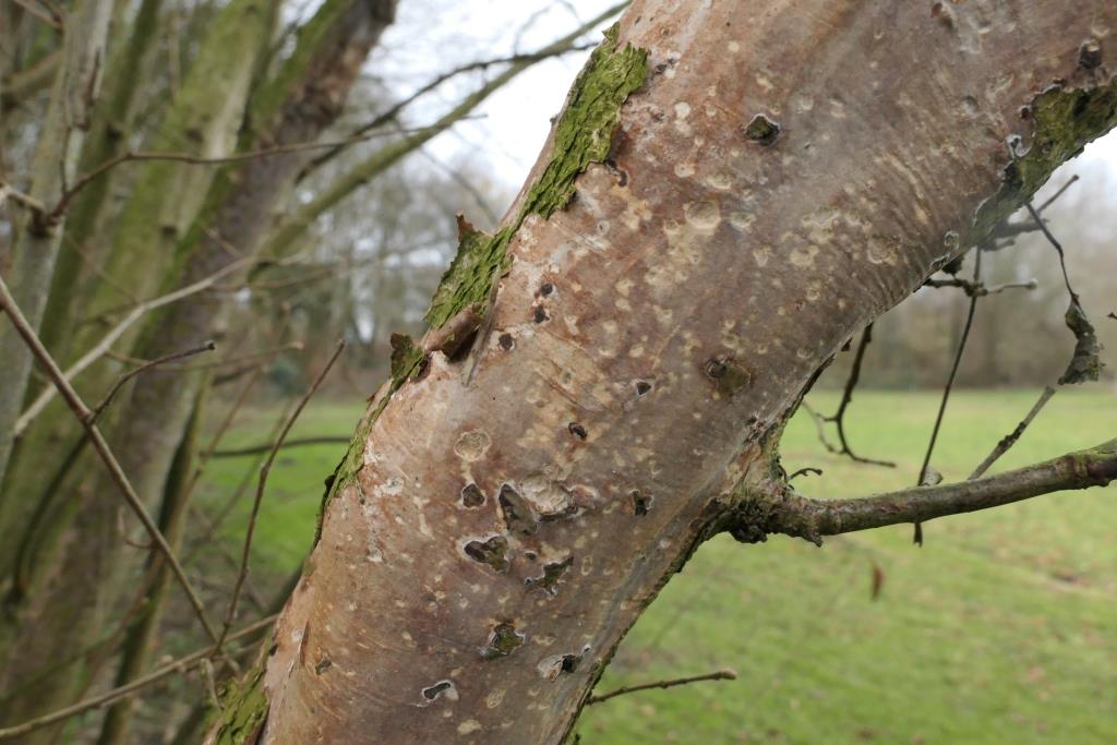1. 2023-01-15, PAD, Vuilleminia coryli, Hazelaarschorsbreker, 2022-01-28, op hazelaar in Schepping, bosrand Vaderland-5 - kopie