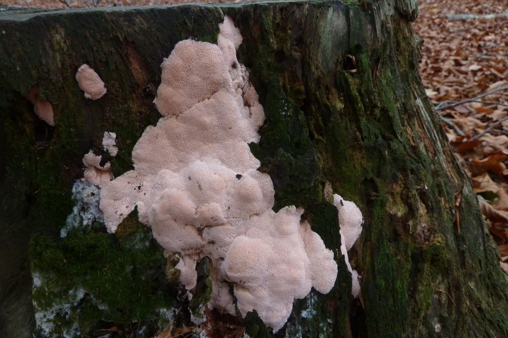 1. 2023-02-10, Rhodonia placenta, 2022-11, BW Grolloo, foto Hendrica - kopie