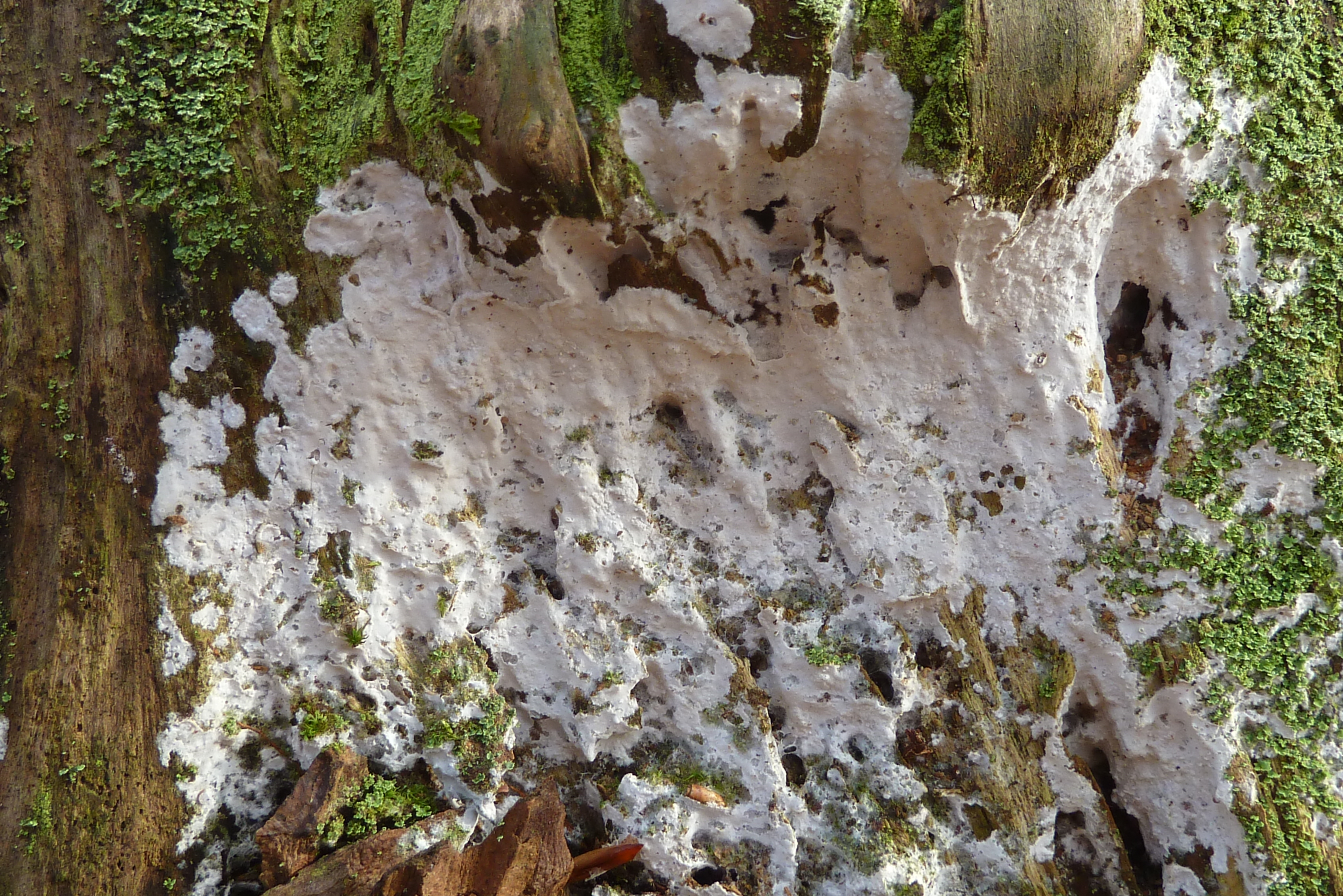 1. 2023-02-10, Rhodonia