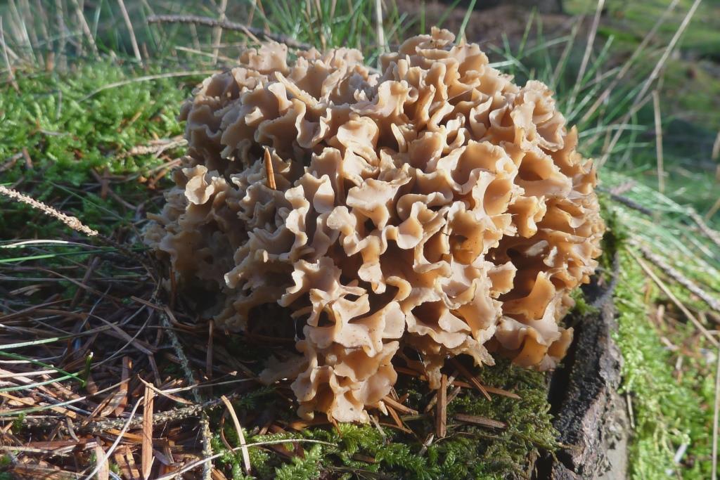 1. 2023-02-15, grote sponszwam, foto H. Vooijs - kopie